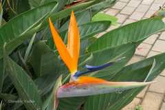 Strelitzia reginae